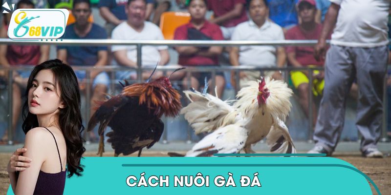 cach-nuoi-ga-da-1
